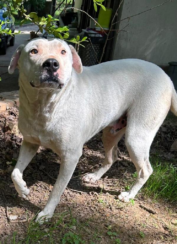 Blanco - Nato Il Gennaio 2021 - Meticcio Simil Dogo Argentino - Taglia: Media - Peso: 18 Kg - Carattere: Dolcissimo, Socievole 